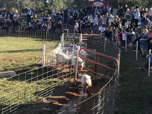 Pig Races