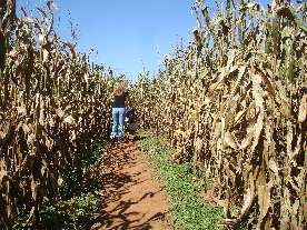 Southern Belle Farms corn maze